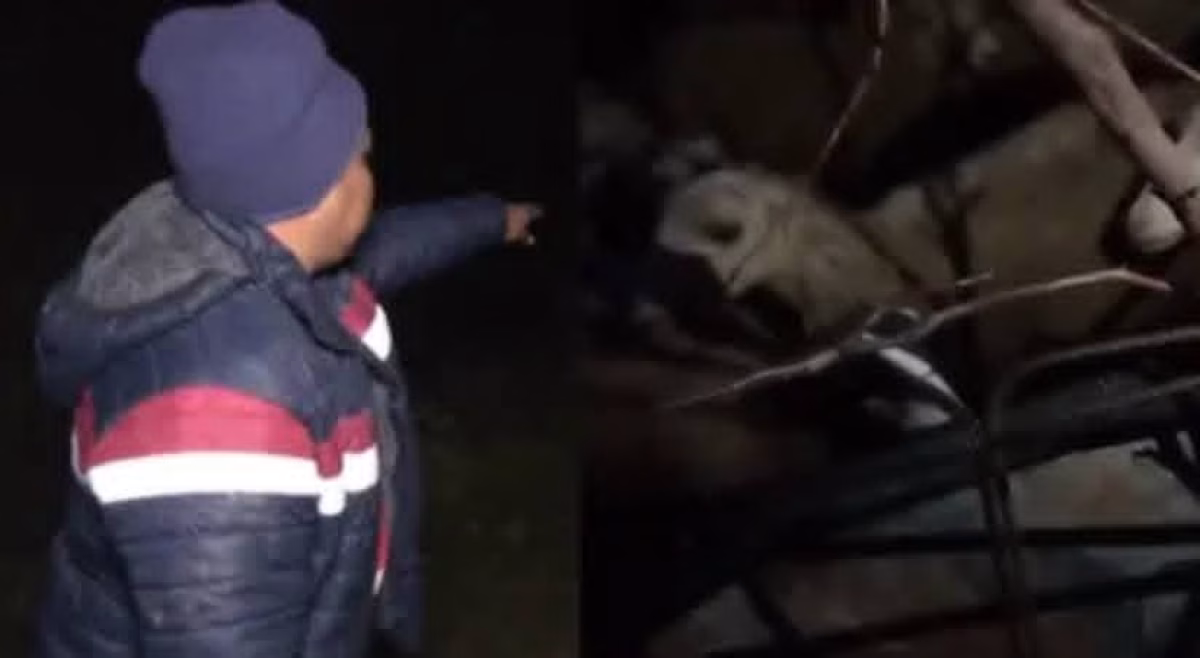“¡ESCUCHÉ AL ANIMALITO CHILLAR!”: DENUNCIAN ZOOFILIA EN EL PLAN 3000