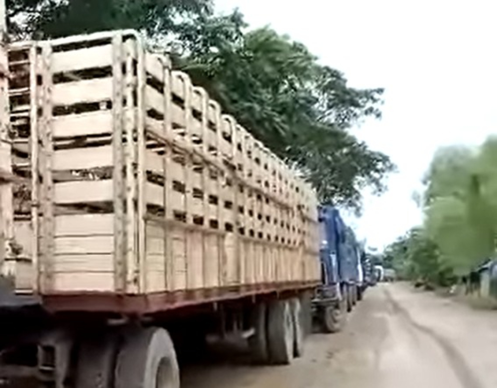 Transportistas de Santa Cruz viajan a Guayaramerín a recoger ganado