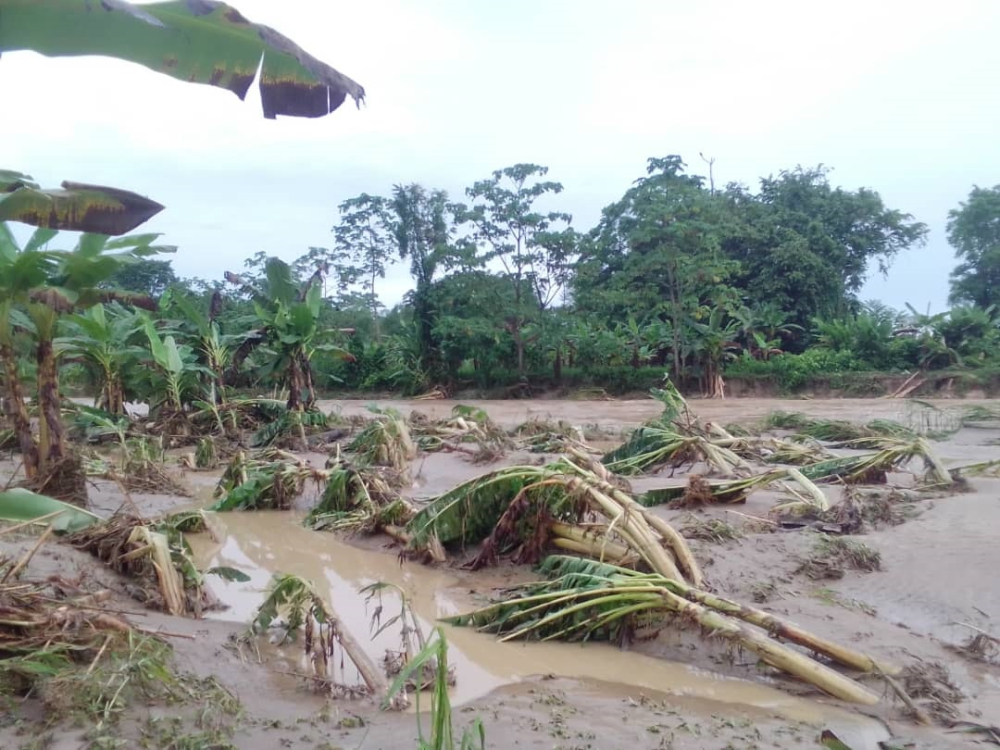 CAMPESINOS DEL BENI PIDEN AL GOBIERNO APOYO A LOS PRODUCTORES AFECTADOS POR LAS INUNDACIONES