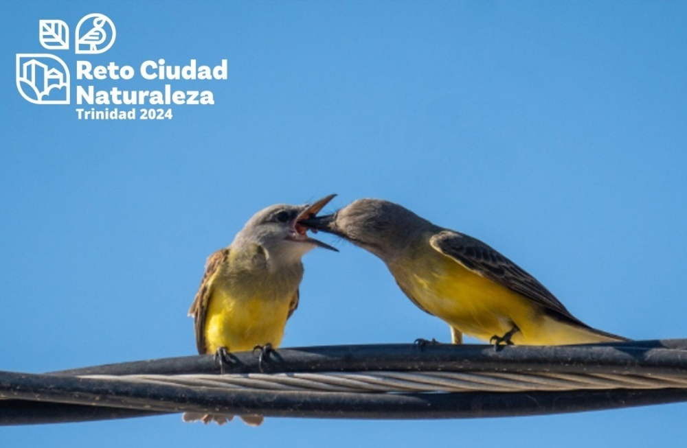 LA COMPETENCIA MÁS NATURAL DE LA CIUDAD