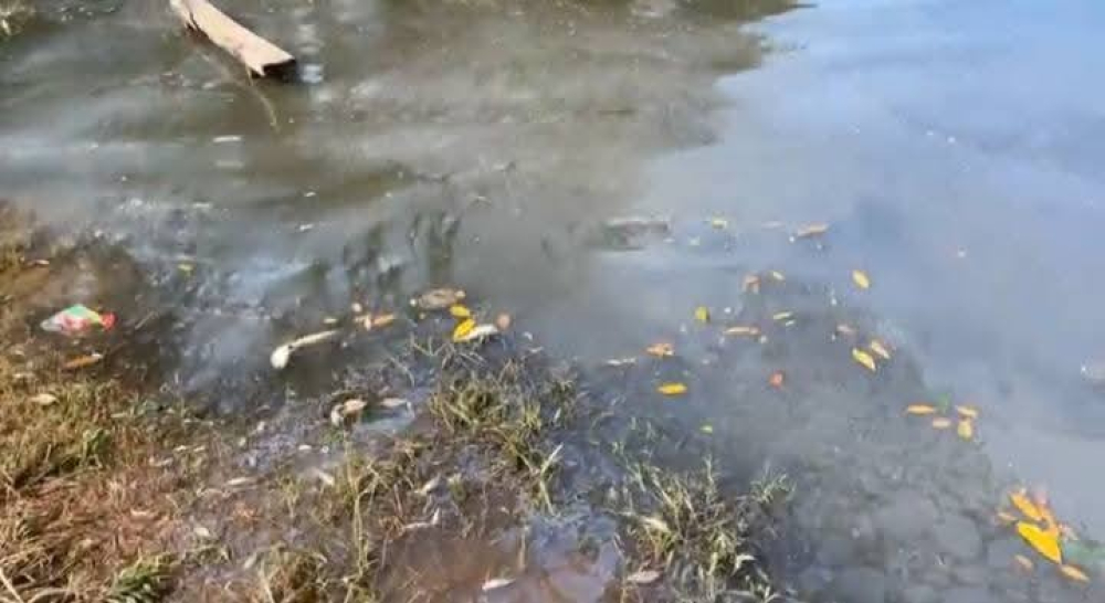Mortandad de peces afecta a Tumichucua y genera alerta sanitaria