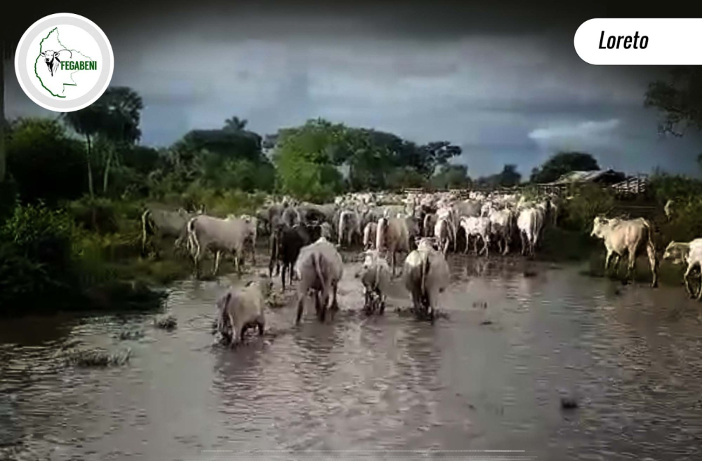 EN BENI MUEREN 8.255 RESES, PESE A ELLO, GANADEROS GARANTIZAN ABASTECIMIENTO