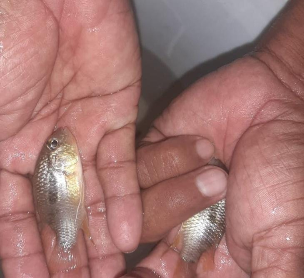 Procesan a peruanos por tráfico ilegal de vida silvestre en Santa Rosa del Yacuma