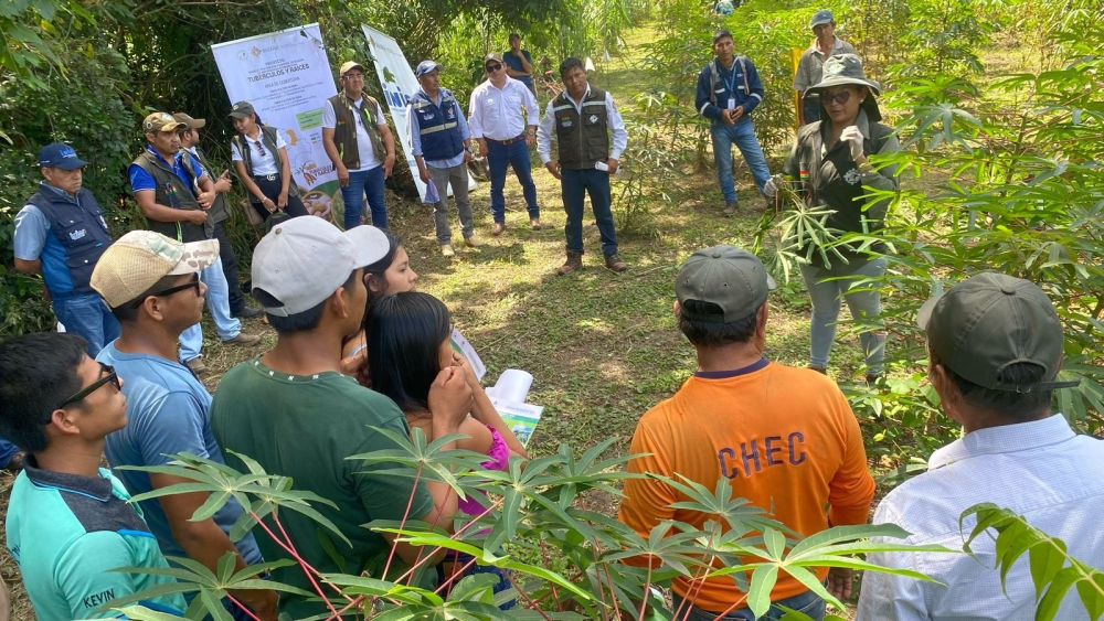 Senasag capacita en prevención de plagas en la producción de yuca.