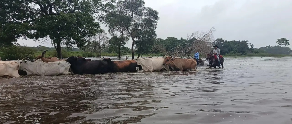 Pérdida de pastizales por las inundaciones arriesgan supervivencia del ganado