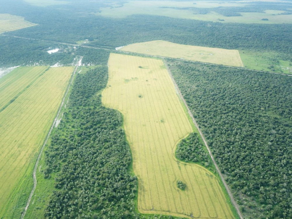 PRODUCTORES ARROCEROS AÚN NO CONCLUYEN LA COSECHA Y PIDEN APOYO