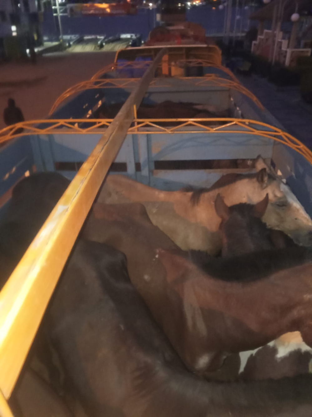 Armada Boliviana refuerza control fronterizo y frustra traslado ilegal de ganado