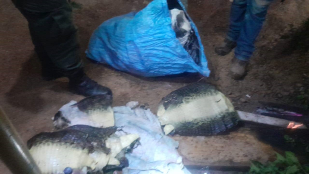 Pofoma ejecuta decomiso de tráfico de vida silvestre