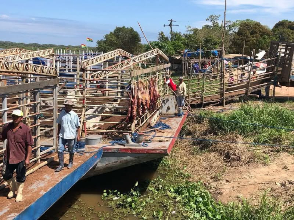Ganaderos en Beni sacrifican reses ante amenaza de inundaciones