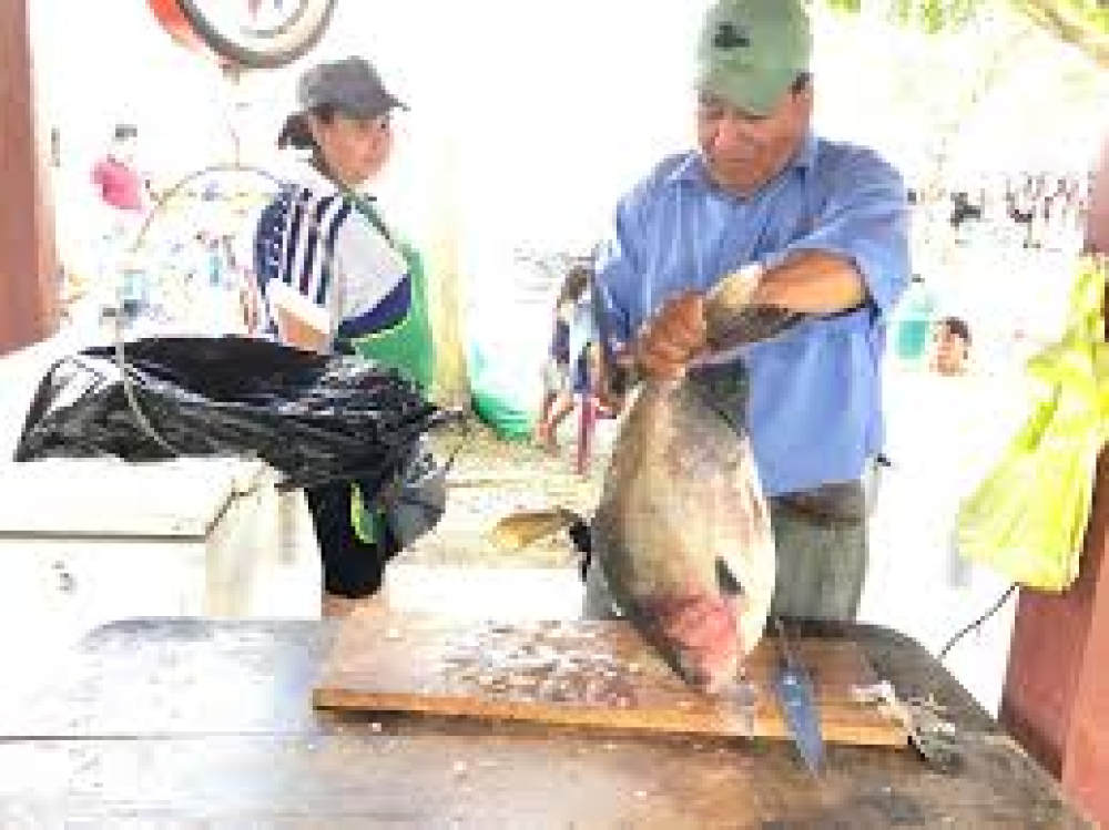 Según concejal, precio del kilo de pacú podría alcanzar los Bs 48 en Semana Santa