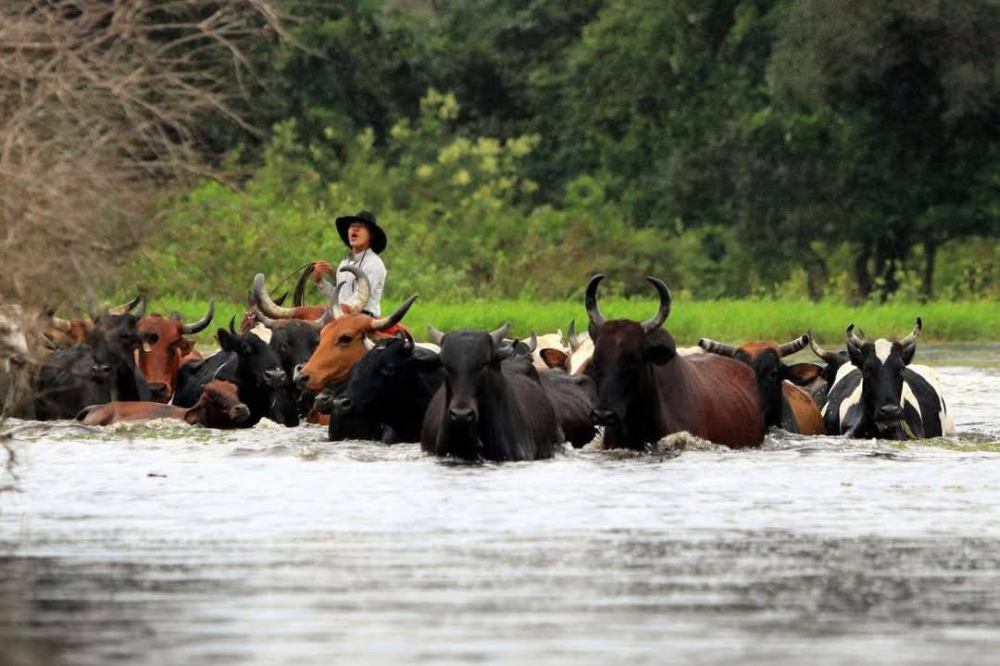 Sin apoyo y entre inundaciones: productores de Mojos salvan su ganado a pulso