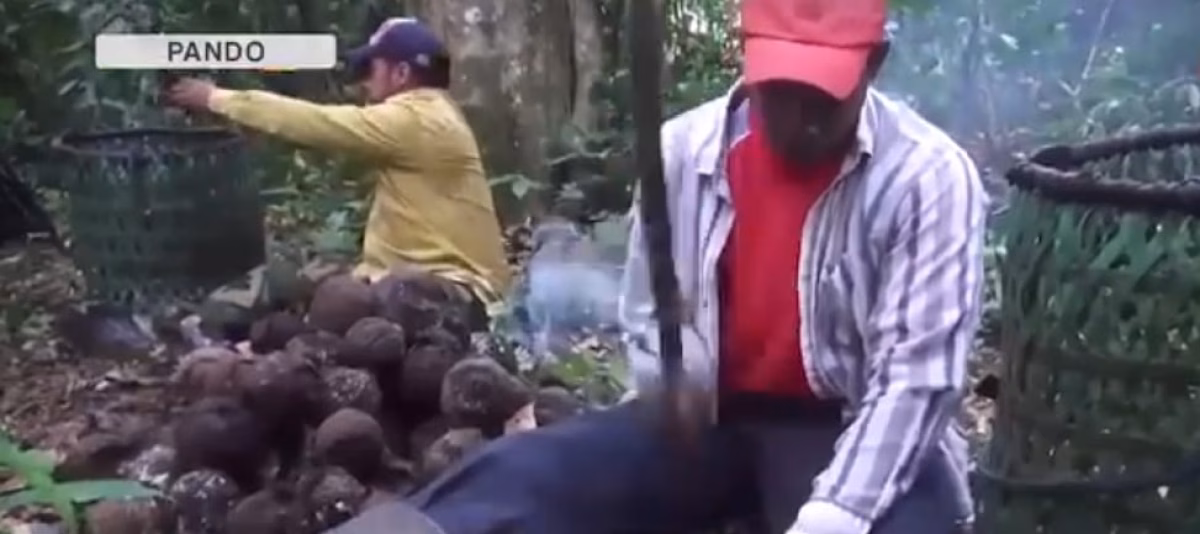 Campesinos de Pando denuncian que el precio de la castaña podría bajar