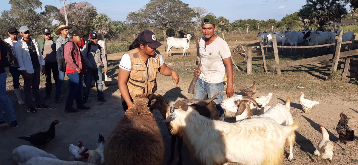 La cabra: La vaca de las familias de bajos ingresos que puede transformar su economía