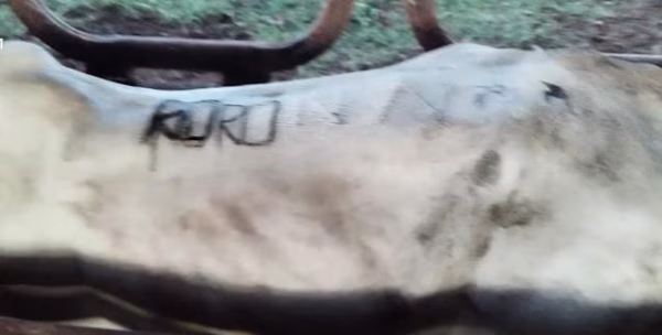 Aprehenden a tres personas y recuperan más de 100 reses en caso de abigeato en Exaltación (Beni)