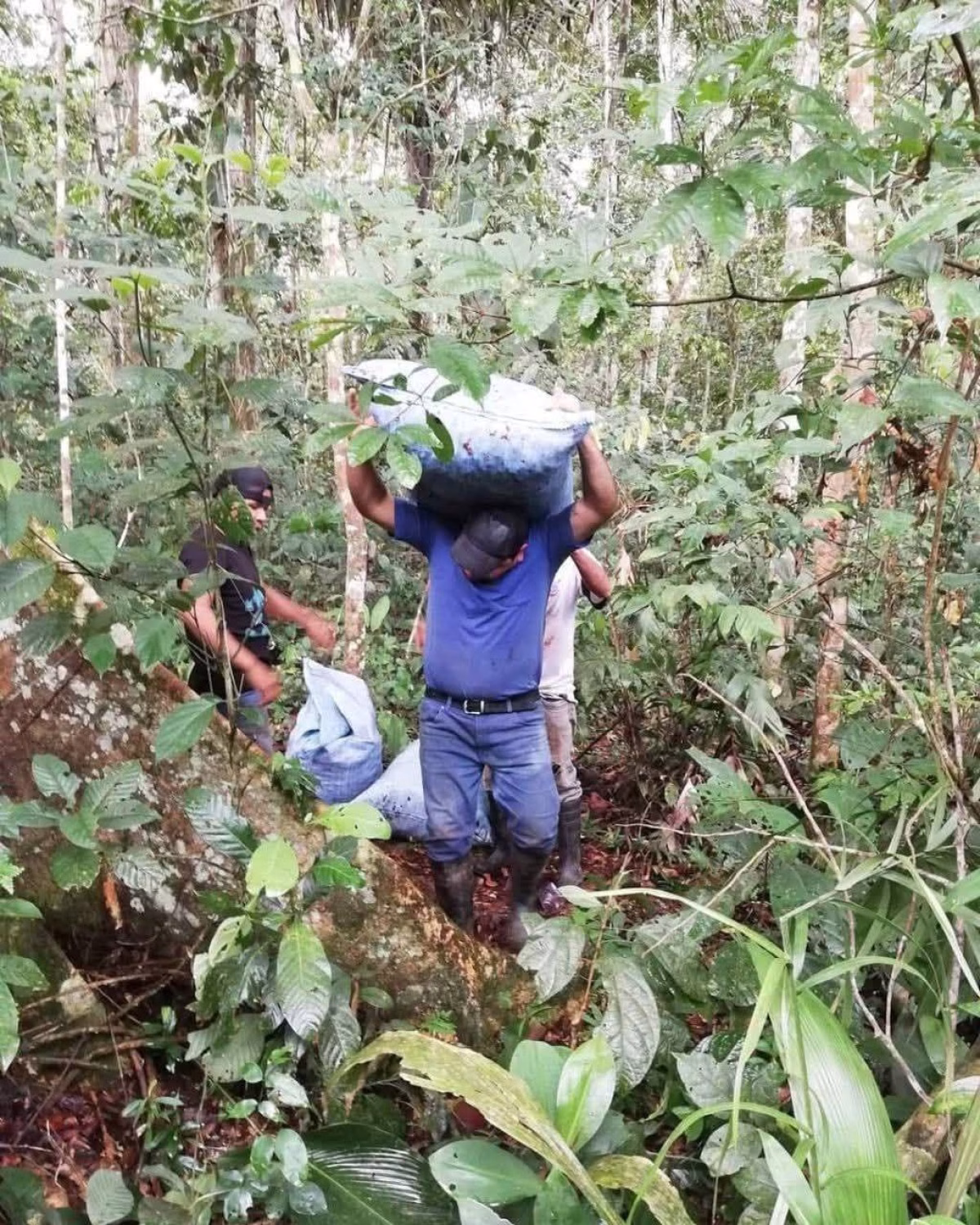 Recolector de castaña muere aplastado por un árbol en pando