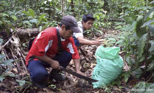 Campesinos anuncian bloqueo por precio de la castaña y fabriles rechazan la medida
