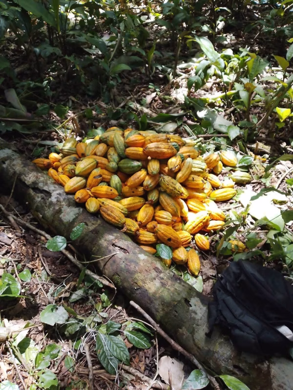 Cosecha de cacao silvestre fortalece identidad y desarrollo en El Carmen del Iténez