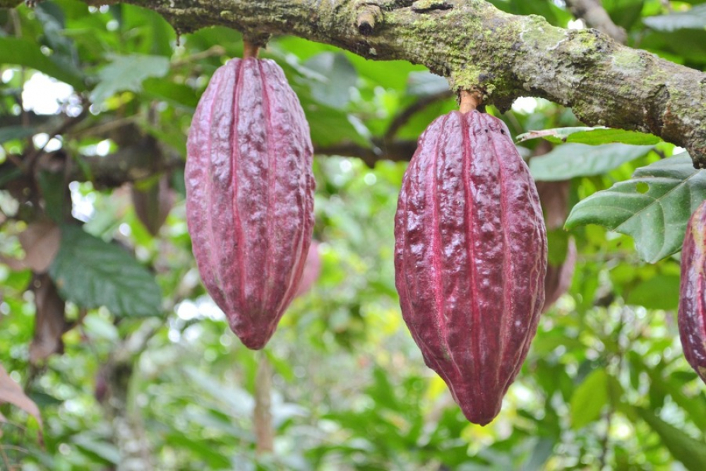 Firman convenios para de proyectos de manejo sostenible de cacao y reforestación en Beni