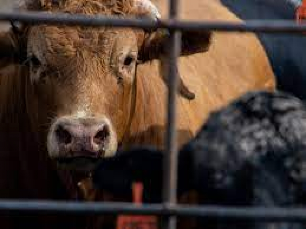 Detectan gripe aviar "altamente patógena" en vacas lecheras en Texas