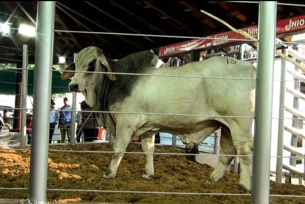 Gran remate de más de 30 ganado bovino