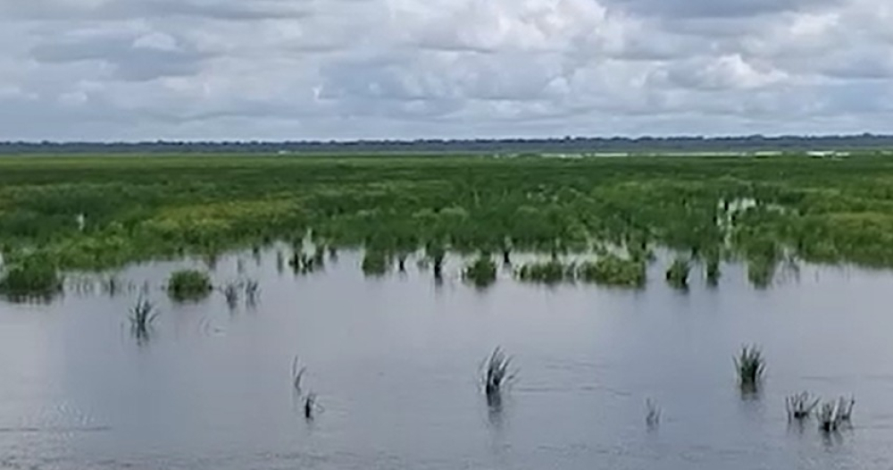 Pérdidas de arroceros del Beni se incrementan por las lluvias que no cesan