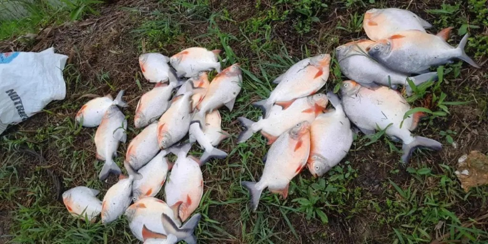 Piscicultores del trópico reportan pérdidas por la falta de combustible