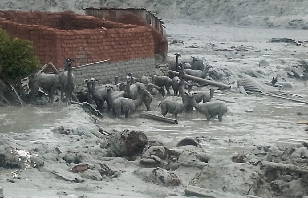 Lluvias afectan al ganado en Guarayos y El Puente, Armada ayuda con embarcaciones