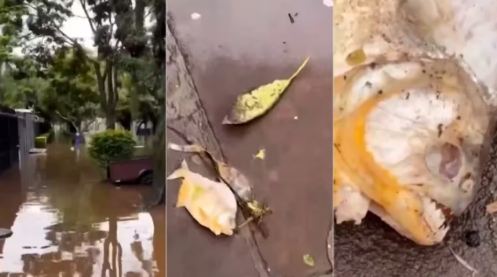 Más complicaciones para la población de Porto Alegre: con las inundaciones, aparecieron pirañas en las calles de la ciudad