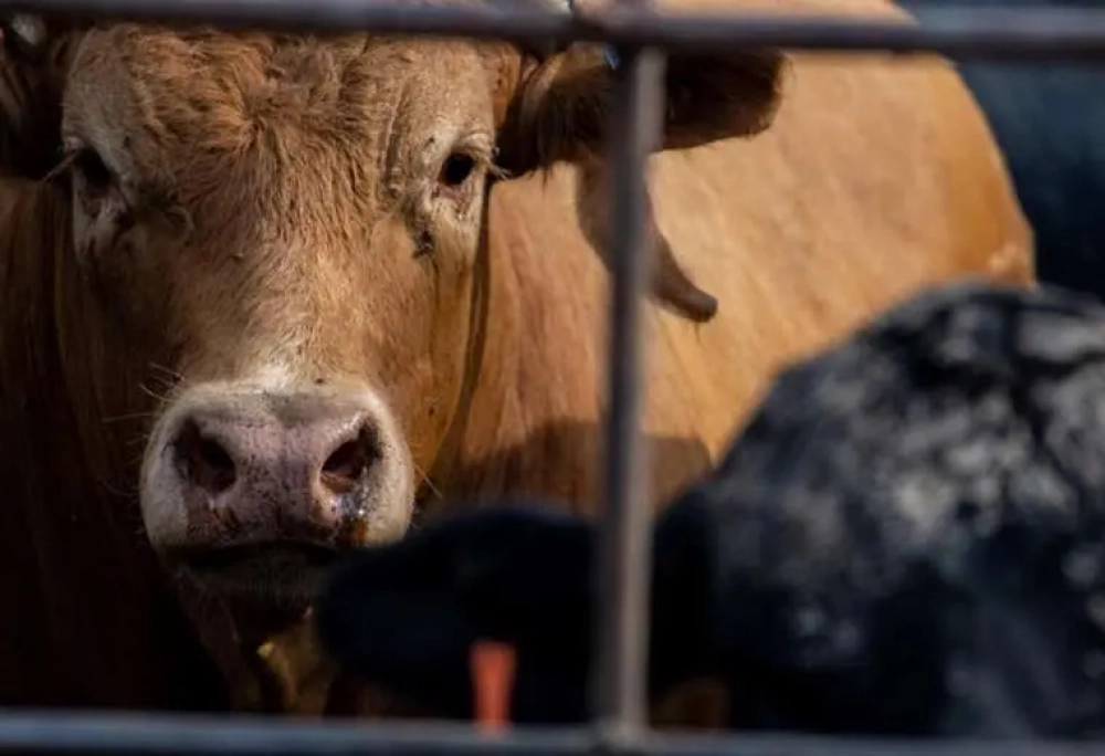 EEUU reporta segundo caso de gripe aviar en humanos relacionado con epidemia en vacas