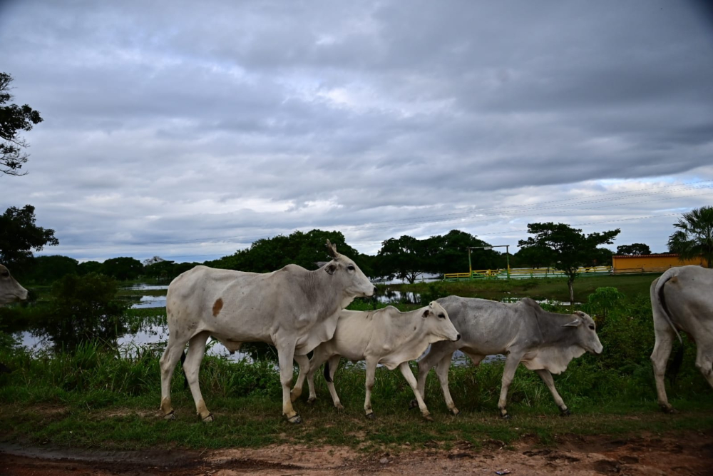Ganaderos del Beni denuncian pérdidas por inundaciones