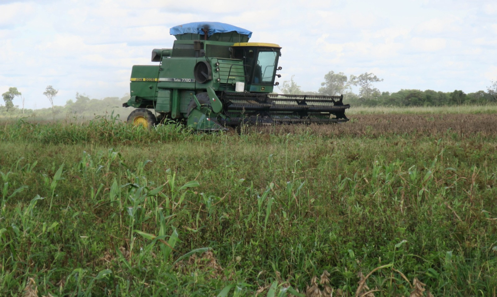 Productores de soya anuncian exportación a Brasil y China