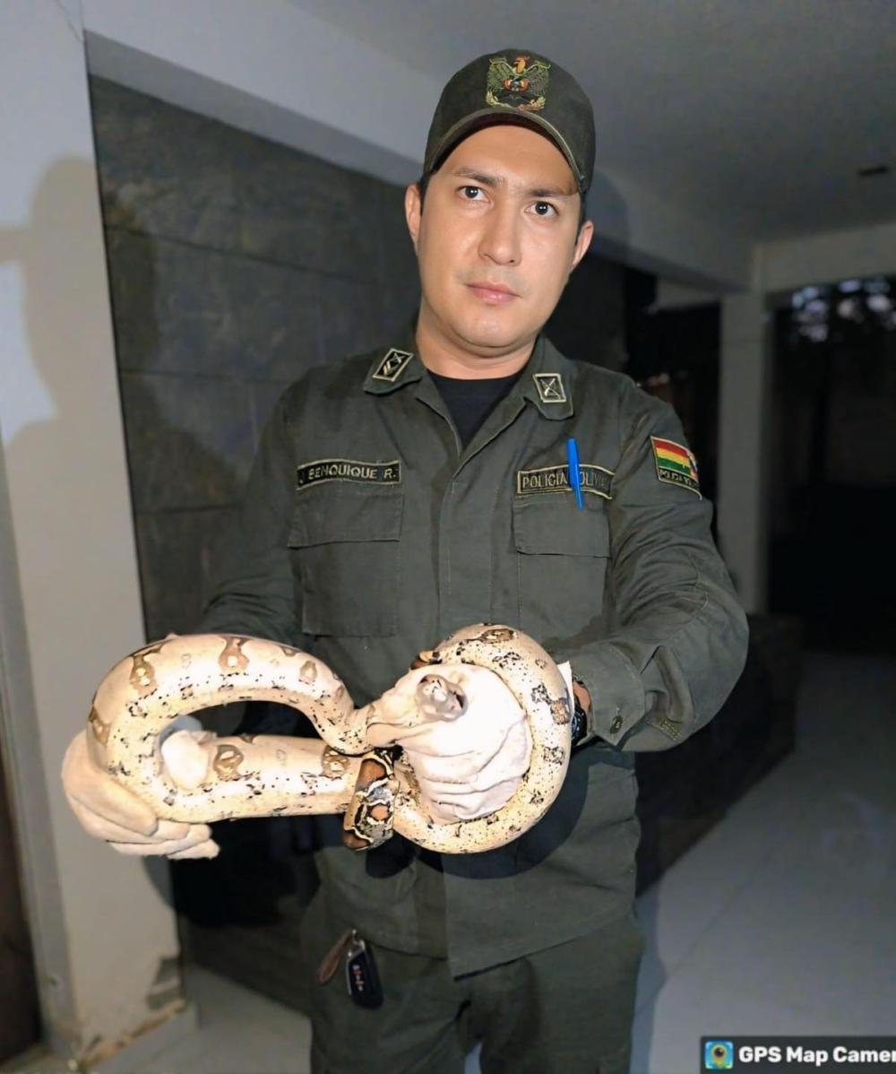 Rescatan una boa constrictora de 2,7 kg en la zona de El Palmar