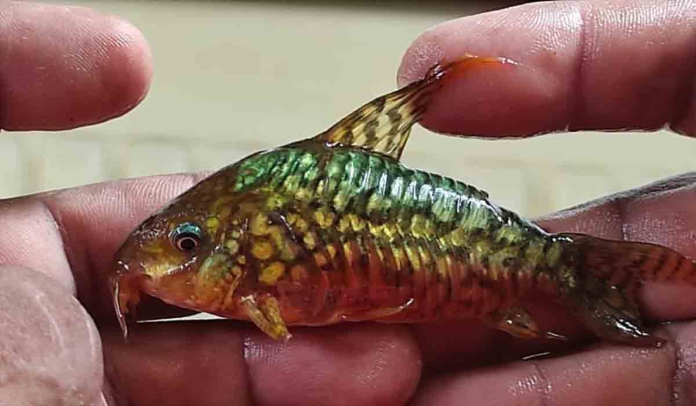 Juez libera a peruanos capturados por traficar 710 peces nativos