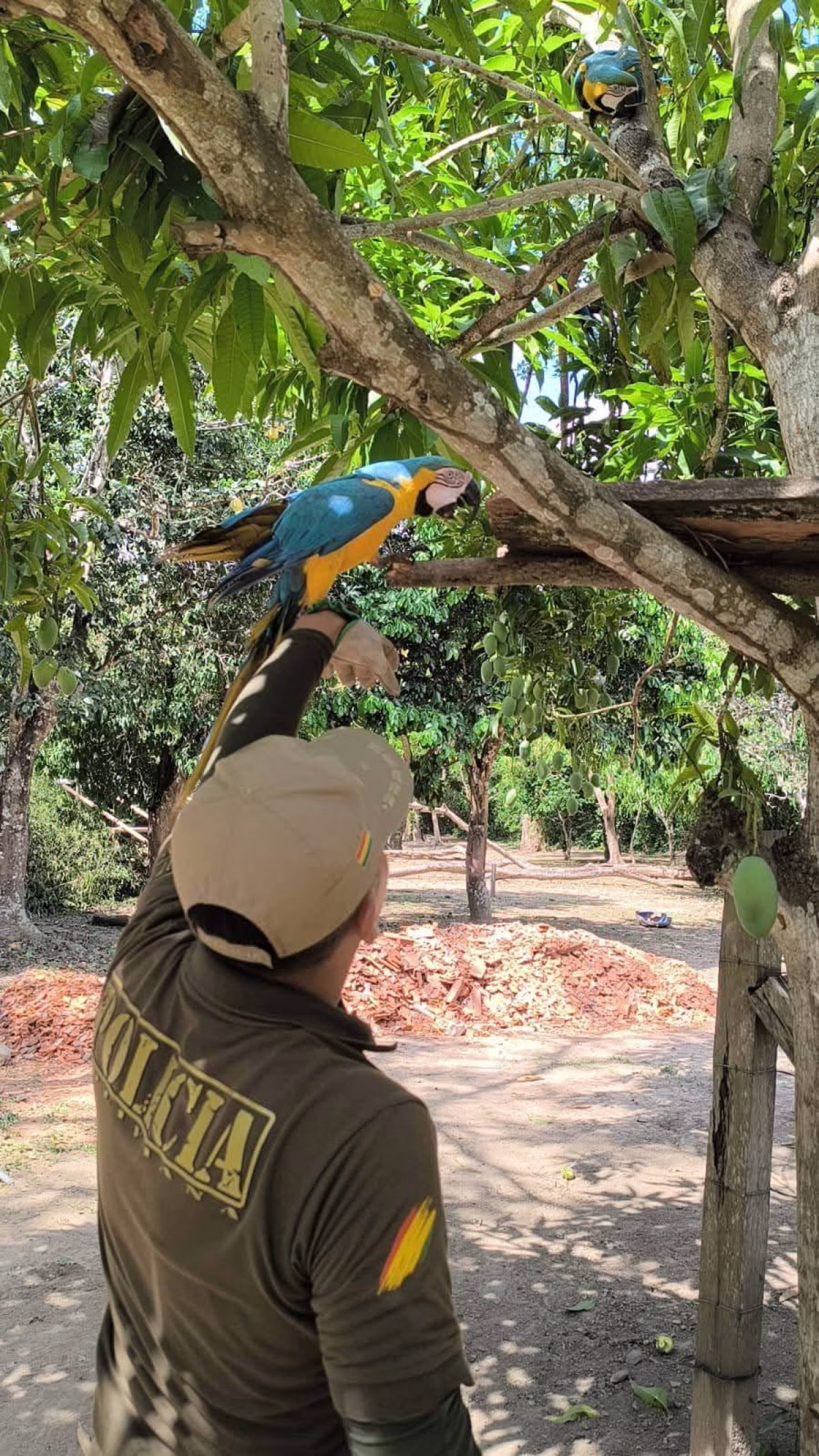 POFOMA Reintegra Parabas Silvestres a su Hábitat Natural en el Beni