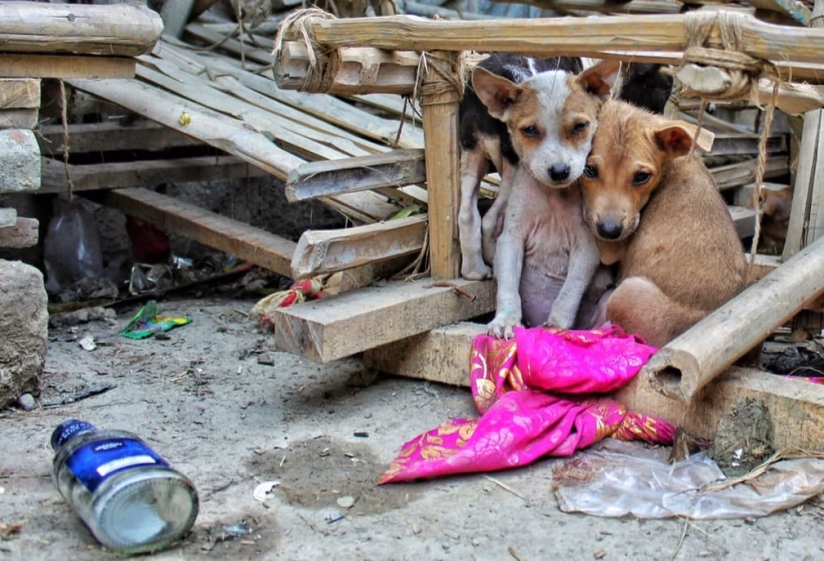 Trinidad reporta incremento de animales callejeros, Concejo sigue analizando ley de adopción con incentivo tributario