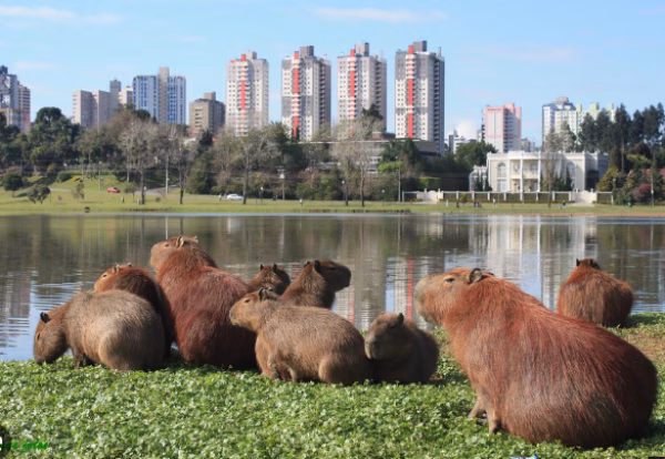 CURITIBA: LA CIUDAD SIN INUNDACIONES QUE CONVIVE CON CAPIGUARAS