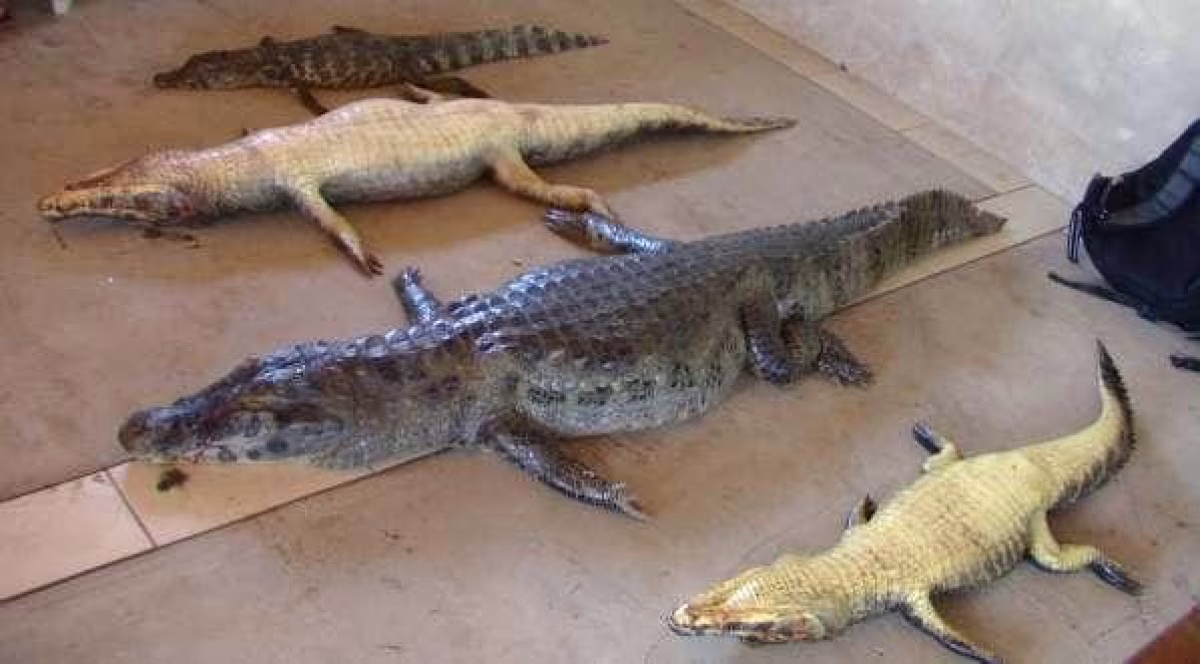 Beni lidera el aprovechamiento sostenible del lagarto, más de 800 familias beneficiadas