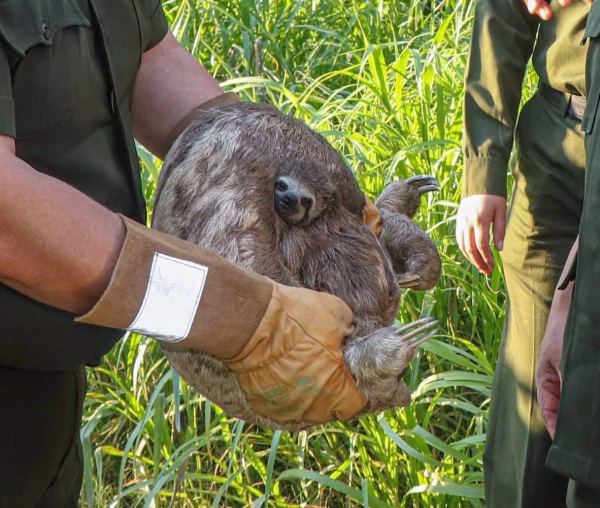 Policía del Beni refuerza su compromiso con la biodiversidad: liberan perezosos en la Reserva Ecologica Municipal Ibare–Mamoré