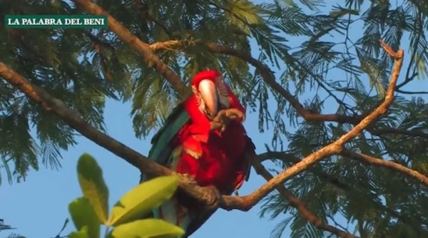Fundación Loro Parque intensifica acciones para proteger a la paraba y su hábitat