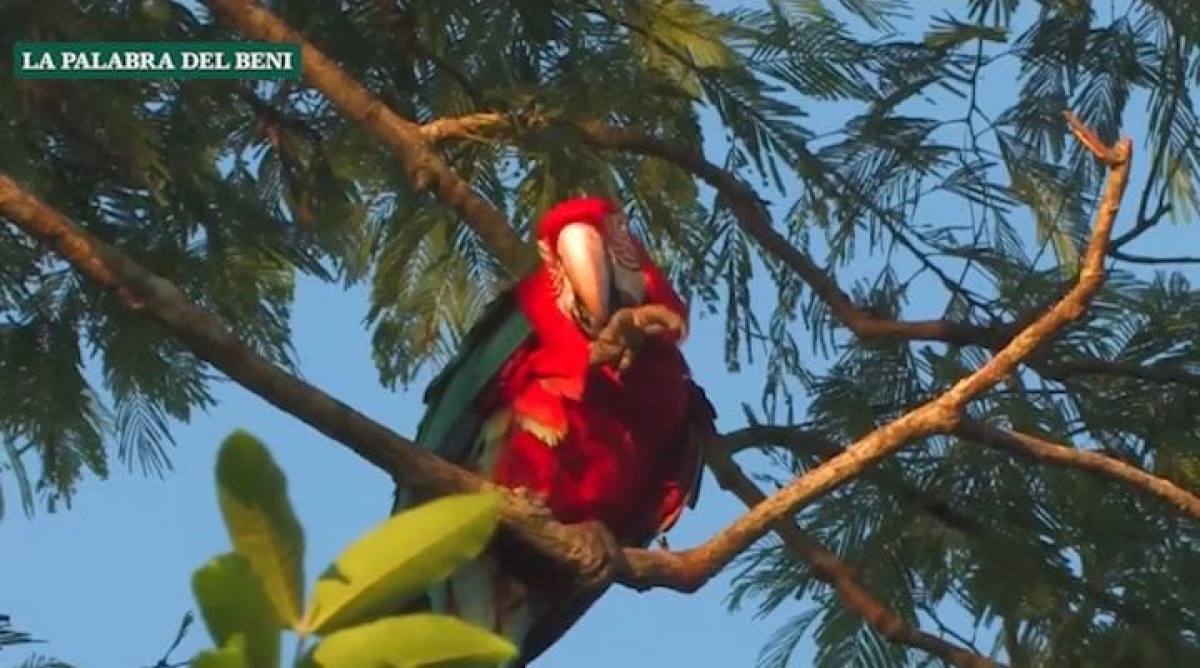 Fundación Loro Parque intensifica acciones para proteger a la paraba y su hábitat