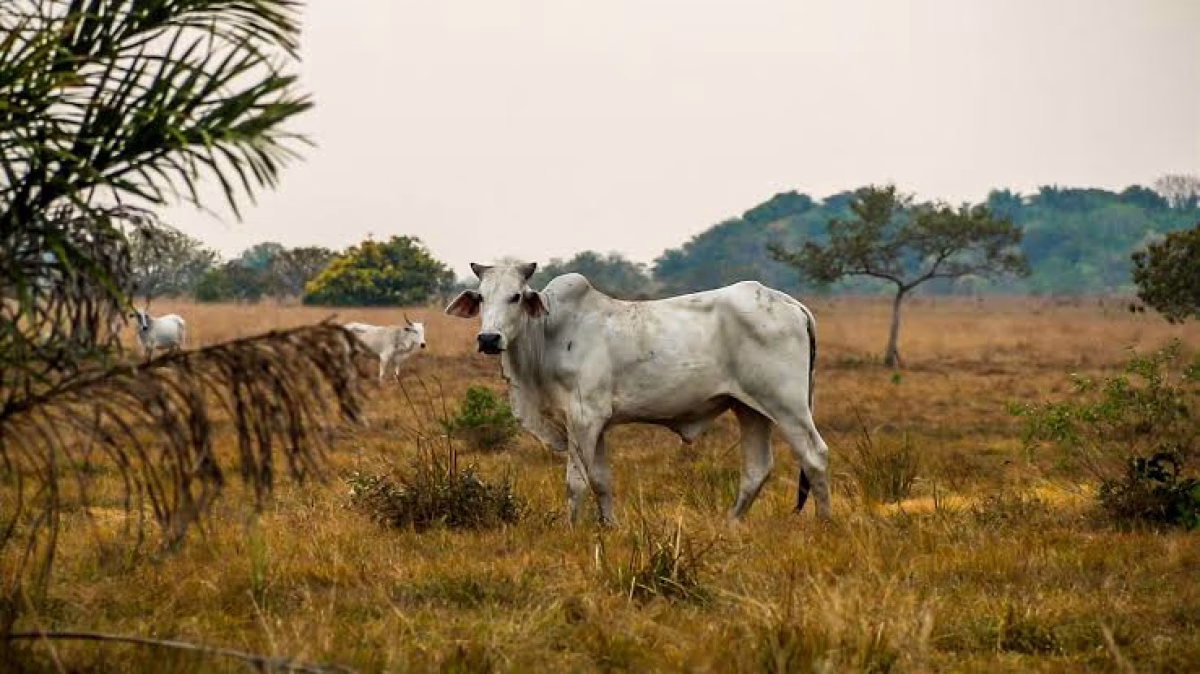 EL ESPEJISMO DEL DIÉSEL: EL CAMPO BENIANO EXIGE SOLUCIONES REALES