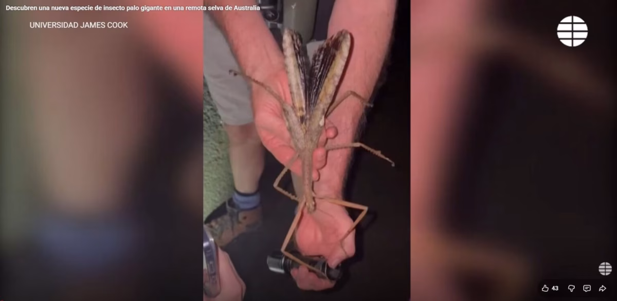 Descubren en Australia el insecto más pesado jamás visto en el país